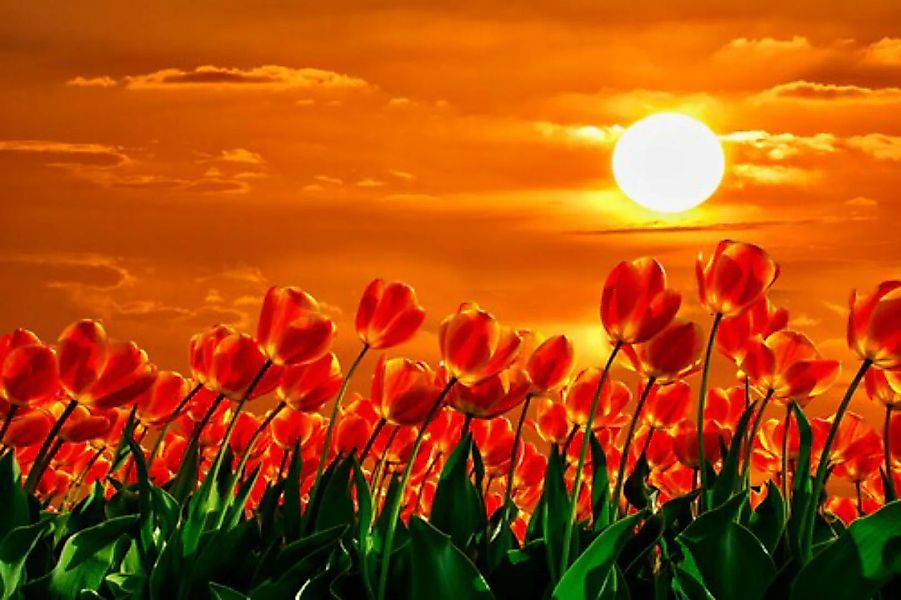 Papermoon Fototapete »Rote Tulpen« günstig online kaufen