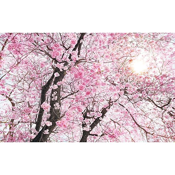 Komar Vliestapete »Digitaldruck Vlies - Bloom - Größe 400 x 250 cm« bedruck günstig online kaufen