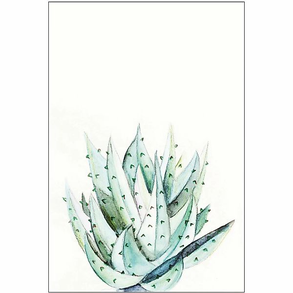 Komar Wandbild Aloe Watercolor 50 x 70 cm günstig online kaufen