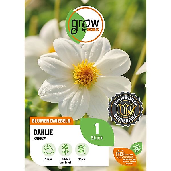 GROW by OBI Dahlie Sneezy Höhe ca. 35 cm günstig online kaufen