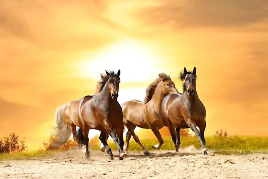 Papermoon Fototapete »Horses Run in Sunset« günstig online kaufen