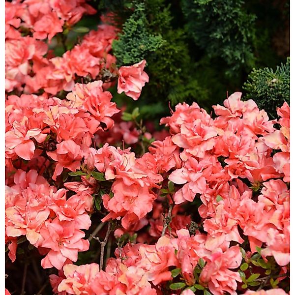 Japanische Azalee Cherie 15-20cm - Rhododendron obtusum - Zwerg Alpenrose günstig online kaufen