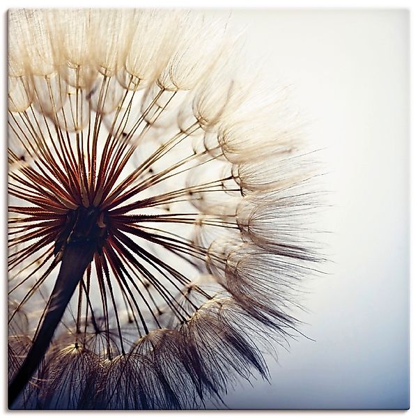 Artland Wandbild "Große Pusteblume" 1 Stk. tlg. als Alubild, Outdoorbild, L günstig online kaufen