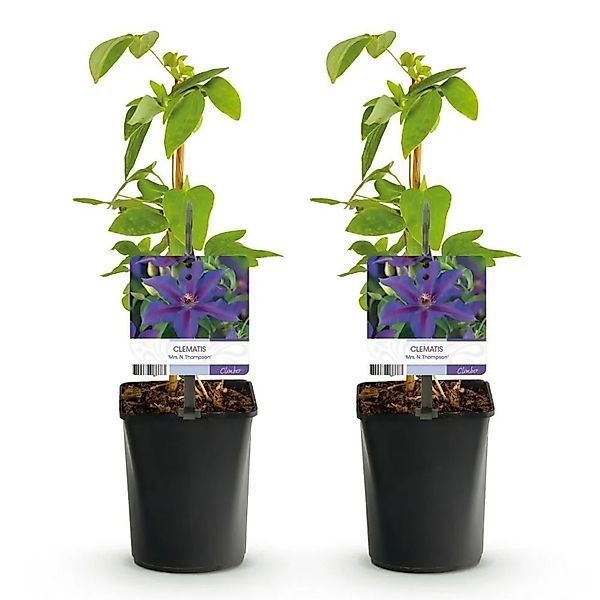 Exotenherz Kletterpflanzen Clematis Mrs. N. Thompson 2er Set -11cm Topf günstig online kaufen