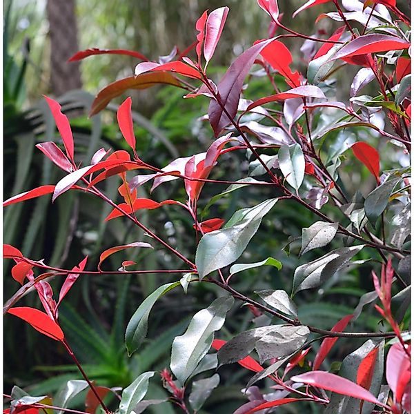 Glanzmispel Red Select 30-40cm - Photinia fraseri günstig online kaufen