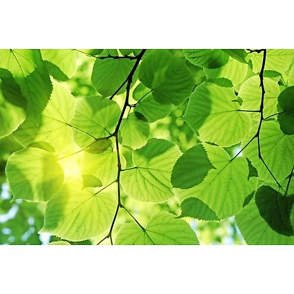 Fototapete GREEN LEAVES  | MS-5-0107 | Grün | Digitaldruck auf Vliesträger günstig online kaufen