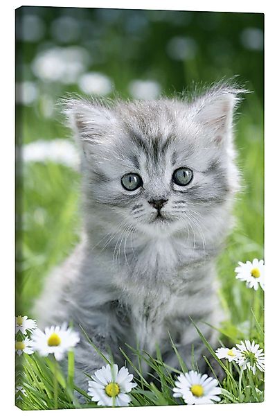 Posterlounge Wandbild graues Kätzchen, Greg Cuddiford, günstig online kaufen