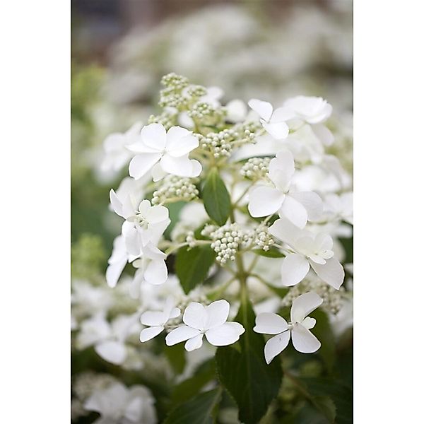 Hydrangea Paniculata Rispenhortensie Butterfly R 40-60 cm günstig online kaufen