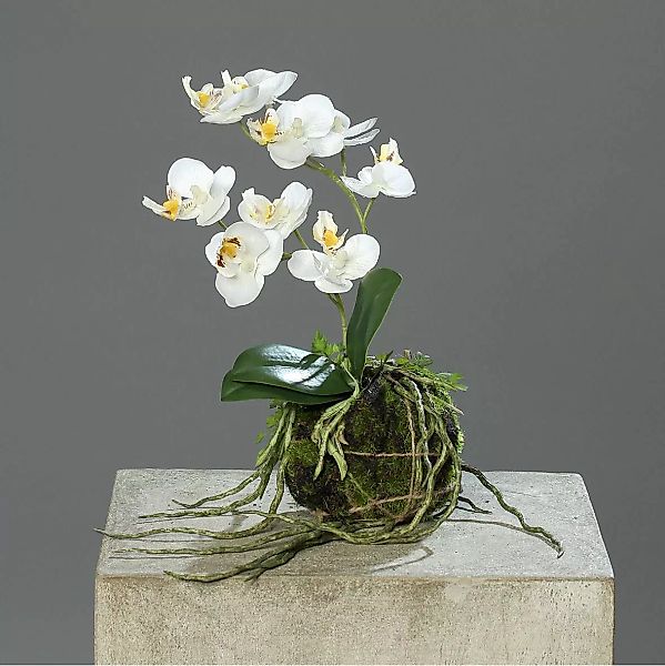 Kunstblume Orchidee mit Erdballen creme 26cm günstig online kaufen