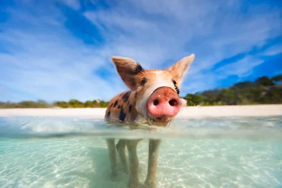 Papermoon Fototapete »FERKEL-SCHWEIN TIER SCHWIMMEN HUMOR STRAND SÜDSEE PAL günstig online kaufen