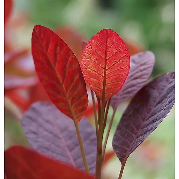 Perückenstrauch Magical Purple 60-80cm - Cotinus coggygria günstig online kaufen