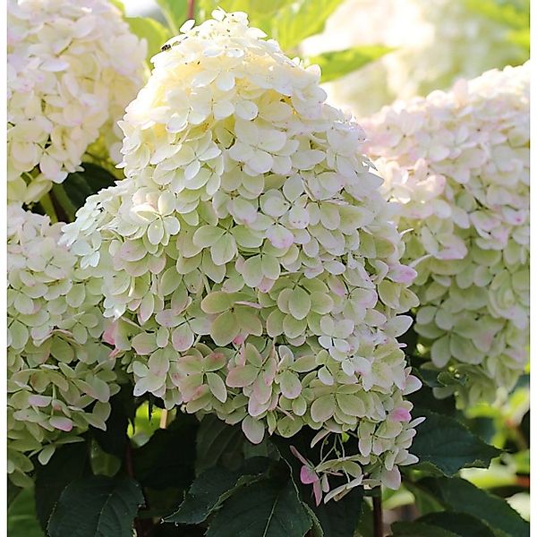 Hochstamm Rispenhortensie Phantom 100-125cm - Hydrangea paniculata günstig online kaufen