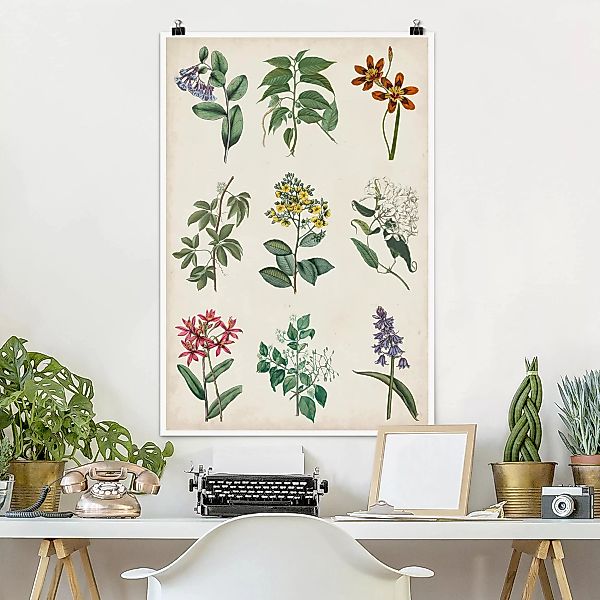 Poster Blumen - Hochformat Botanische Schautafel I günstig online kaufen