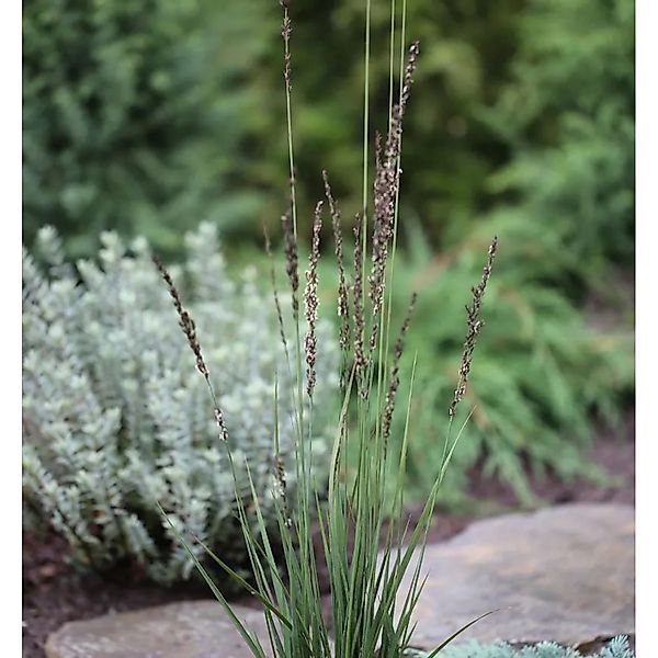 Pfeifengras Heidezwerg - großer Topf - Molinia caerulea günstig online kaufen