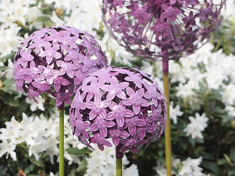 Paulslandhaus Dekokugel Pflanzstecker Allium Lila Gartenstecker Rosenkugel günstig online kaufen