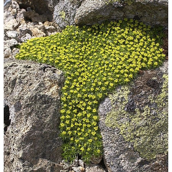 Andenpolster - Azorella trifurcata günstig online kaufen