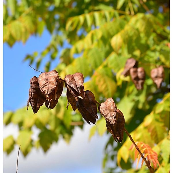 Rispiger Blasenbaum 100-125cm - Koelreuteria paniculata günstig online kaufen