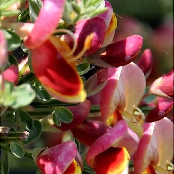 Schmuckginster Goldfinch 60-80cm - Cytisus scoparius günstig online kaufen