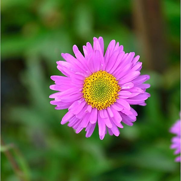 Kissenaster Alice Haslam - Aster alpinus günstig online kaufen