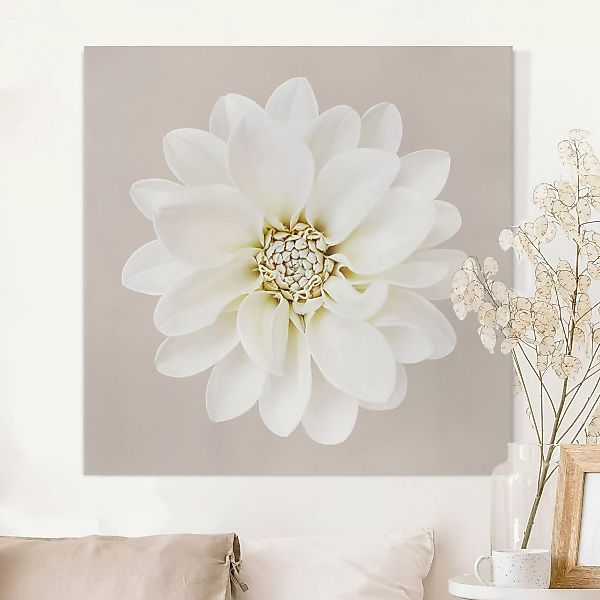 Leinwandbild Dahlie Weiß Taupe Pastell Zentriert günstig online kaufen