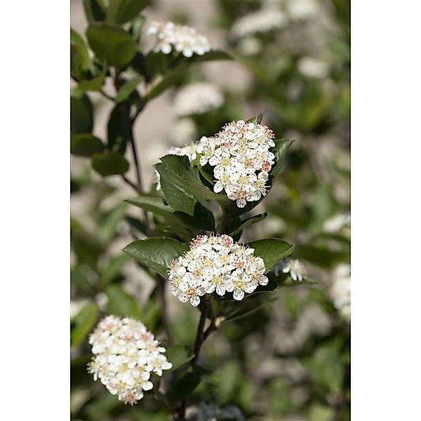 Aronia Melanocarpa Hugin Schwarze Apfelbeere 40–60 Cm Robust günstig online kaufen
