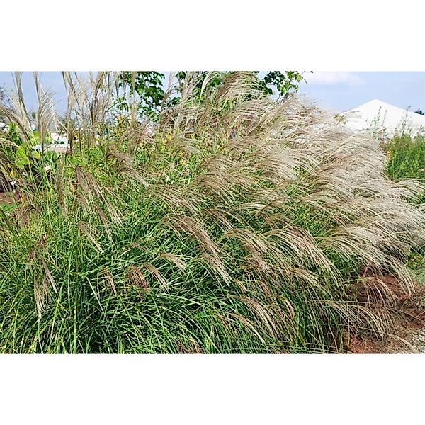 Miscanthus Sinensis Little Zebra Ziergras Gestreift Ca. 11x11 cm Topf günstig online kaufen
