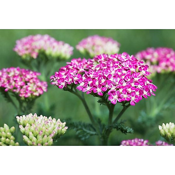 Achillea Millefolium Cerise Queen Schafgarbe Ca. 9x9 cm Topf günstig online kaufen
