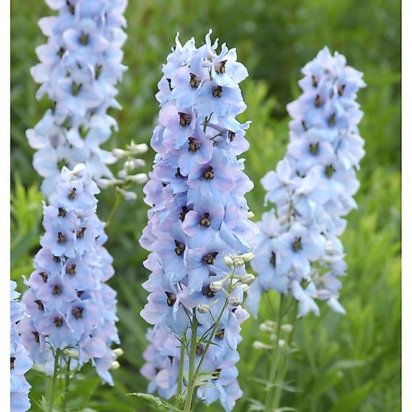 Hoher Rittersporn Morgentau - Delphinium elatum günstig online kaufen