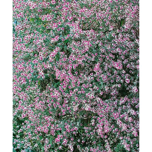 Pflanzen für Dich Staude Aster lat. horizontalis, 1 St., Buschige Herbstast günstig online kaufen