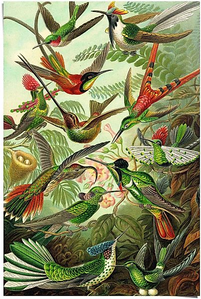 Reinders Poster "Hummingbirds Vogel - Tiermotiv - Natur - Botanisch - Ernst günstig online kaufen