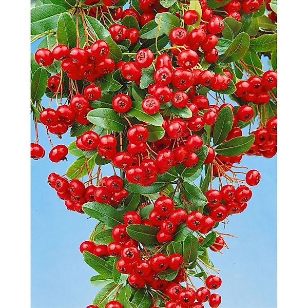 Pyracantha 'Red Column' 125-150 cm günstig online kaufen