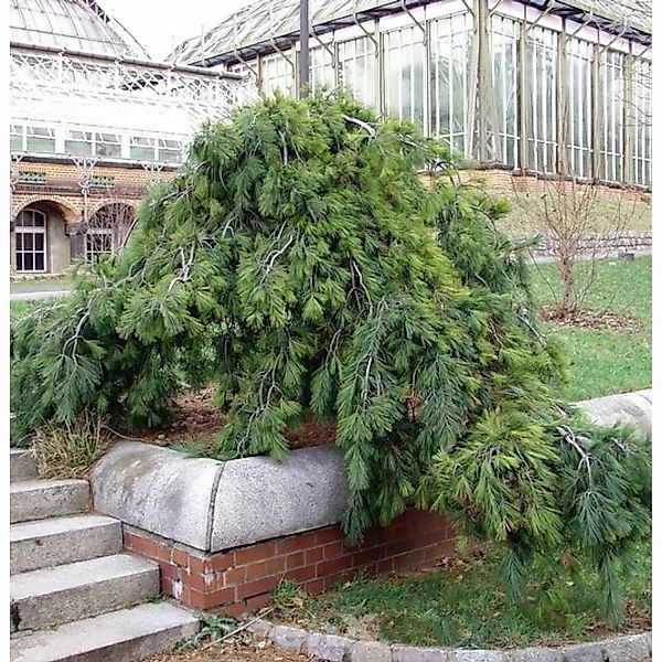 Hänge Weymouths Kiefer 60-80cm - Pinus strobus günstig online kaufen