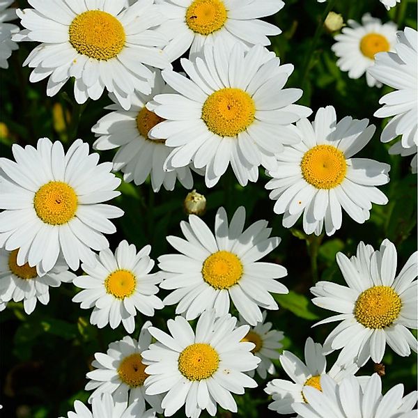 Gartenmargerite Becky - Leucanthemum günstig online kaufen