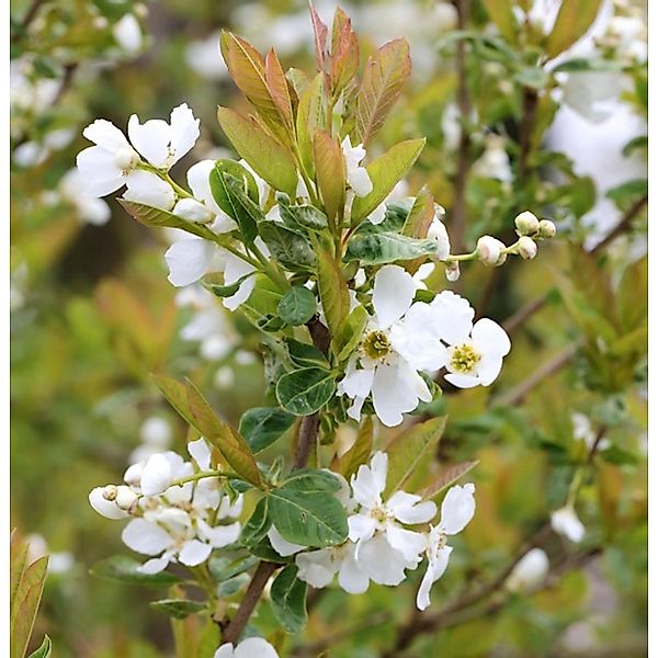 Prachtspiere Snow White 80-100cm - Exochorda serratifolia günstig online kaufen