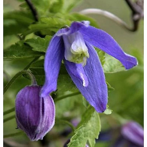 Alpen Waldrebe Frances Rivis 100-125cm - Clematis alpina günstig online kaufen