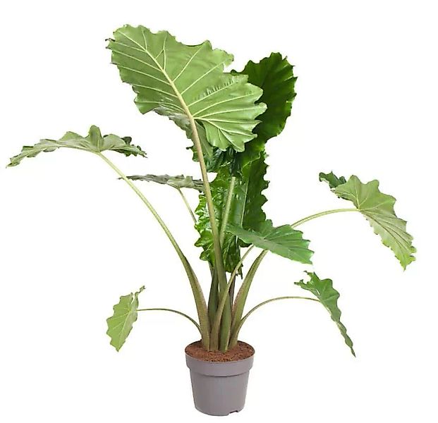 Perfect Plant | Pflanze Alocasia Portodora 120-130 cm günstig online kaufen