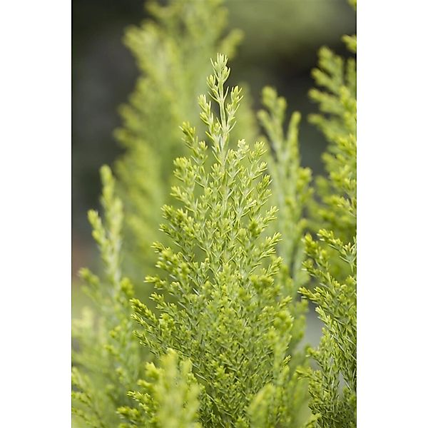 Chamaecyparis Lawsoniana Ellwoods Empire 30–40 cm Immergrün günstig online kaufen
