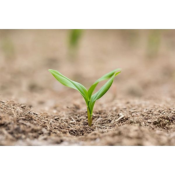 Polygonatum Multiflorum Vielblütiges Salomonssiegel Ca 9x9 cm Topf günstig online kaufen