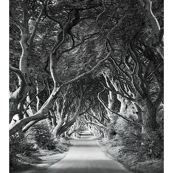 Vlies Fototapete Forevenue 250x280 cm günstig online kaufen