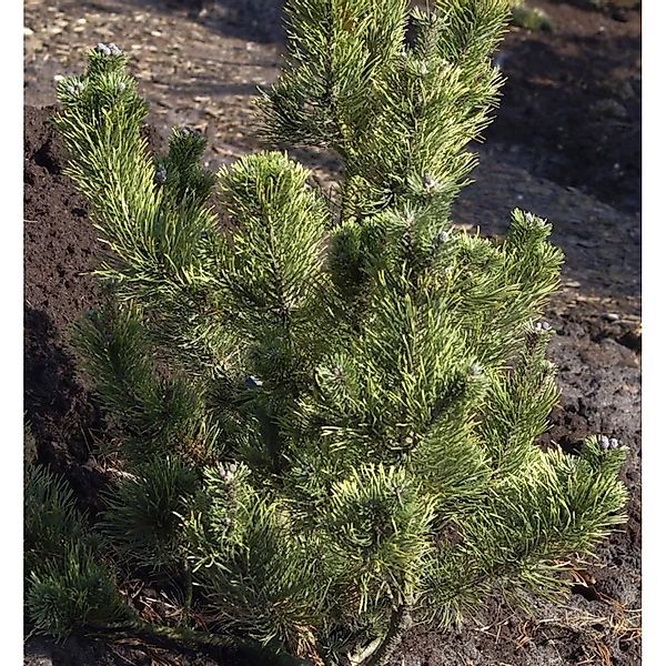 Bergkiefer Pal Malester 15-20cm - Pinus mugo günstig online kaufen