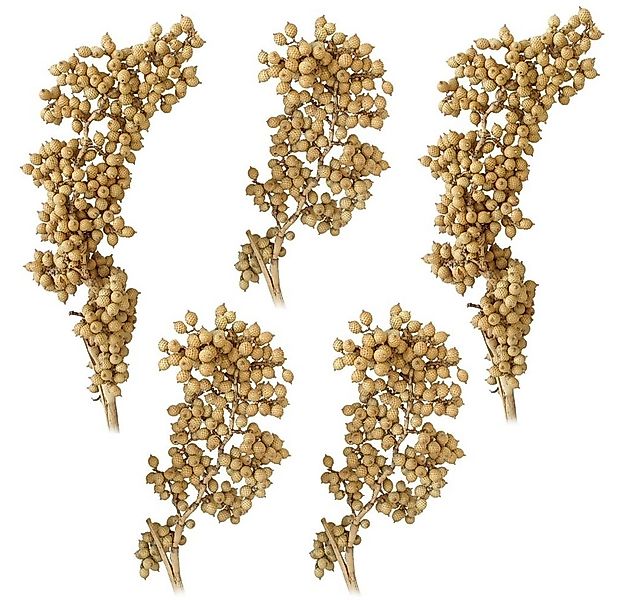 Kunstblume Canella Trockenpflanzen Naturdeko Dekozweige natur 5er Set Trock günstig online kaufen