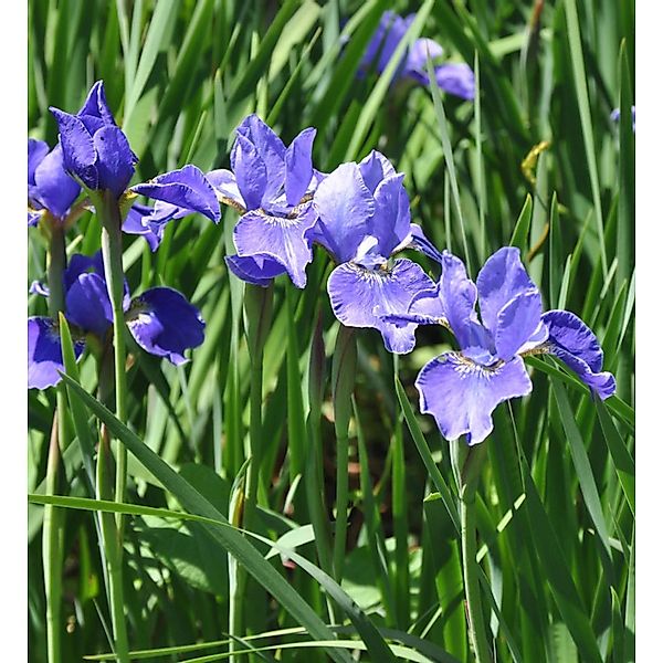 Sibirische Wieseniris Silver Edge - Iris sibirica günstig online kaufen