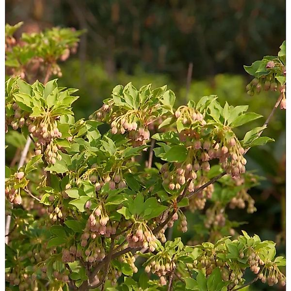 Prachtglocke Craklyn Rosie 60-80cm - Enkianthus campanulatus günstig online kaufen