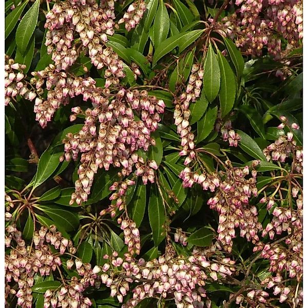 Schattenglöckchen Lavendelheide Pink Passion 20-25cm - Pieris japonica günstig online kaufen