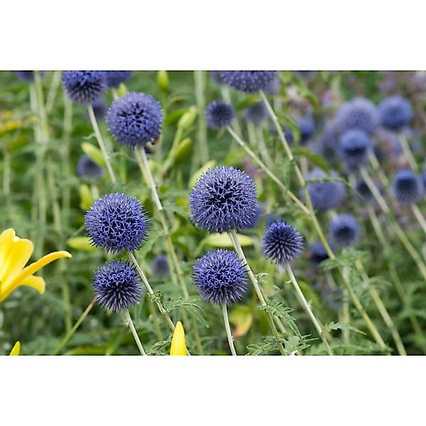 Echinops Banaticus Blue Globe Kugeldistel Ca. 9x9 cm Topf günstig online kaufen