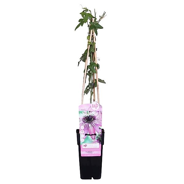Casa Caron | Passionsblume Purple Haze günstig online kaufen