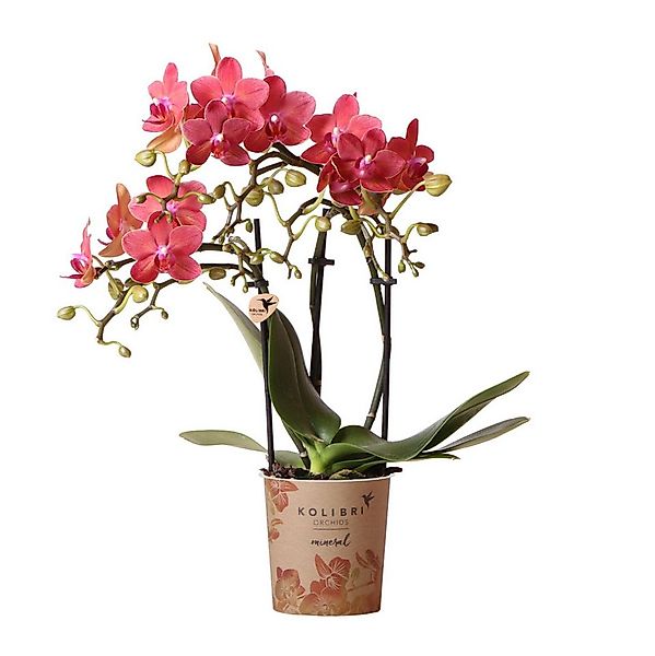 Exotenherz Zimmerpflanze Rote Phalaenopsis Orchidee Kongo Topfgröße 9cm günstig online kaufen