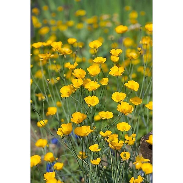 Ranunculus Gramineus Grasblättriger Hahnenfuß Ca. 9x9 cm Topf günstig online kaufen