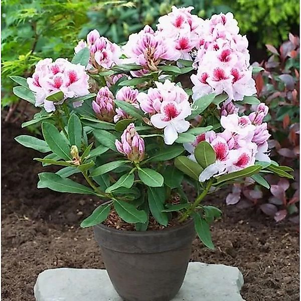 Großblumige Rhododendron Belami 50-60cm - Alpenrose günstig online kaufen