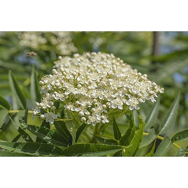 Sorbus Burka Eberesche 60–100 cm Dunkelrote Beeren günstig online kaufen